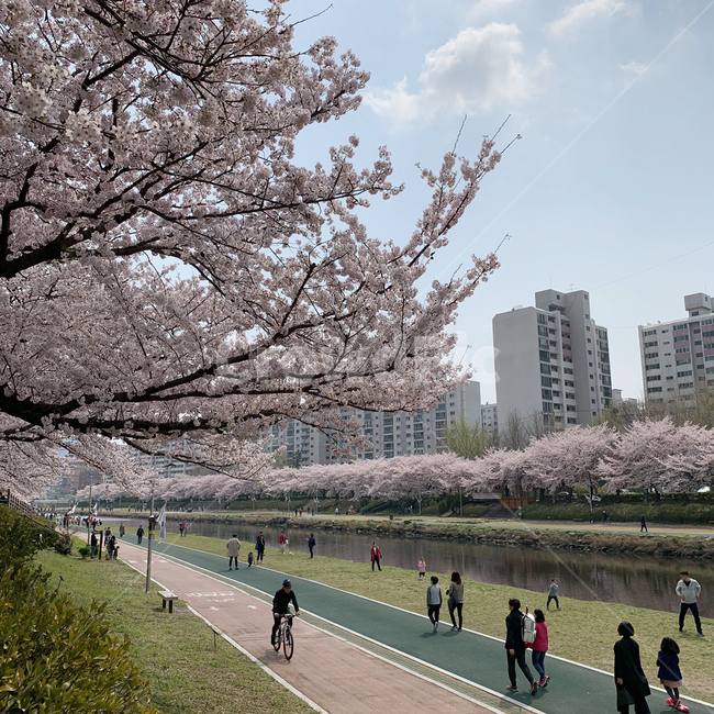 부산벚꽃,벚꽃,온천천,카페거리,온천천카페거리,벚꽃명소,부산벚꽃명소,동래,벚꽃길,하늘,구름,봄,spring,busan,sakura,봄,계절,spring,season,도시,풍경,city,landscape,한국도시풍경,한국도시경관,korea cityscape,plant,식물,cherry blossom,flower,꽃,blossom