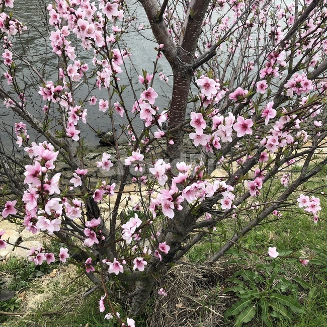 꽃,오리,강,나무,핑크,봄,계절,spring,season,식물,자연,plants,nature,꽃,flower,plant,blossom