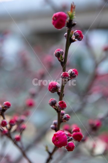 bud,flowe,꽃봉우리,꽃,꽃망울