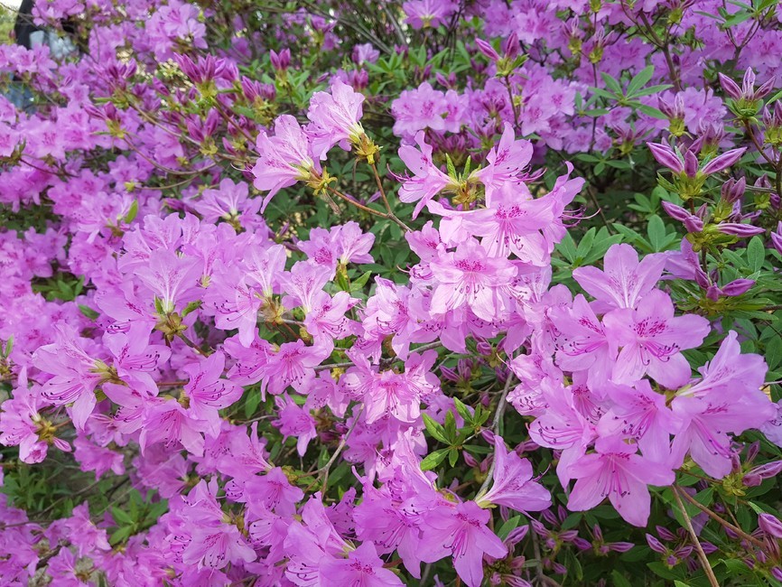 철쭉,꽃,봄,봄꽃,분홍색꽃