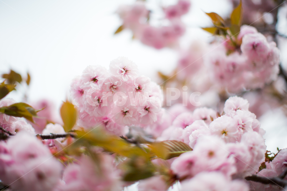 봄,벚꽃,겹벚꽃,분홍색,꽃,플라워,분홍분홍,꽃나무,꽃놀이,flower,doublecherryblossoms,cherryblossoms