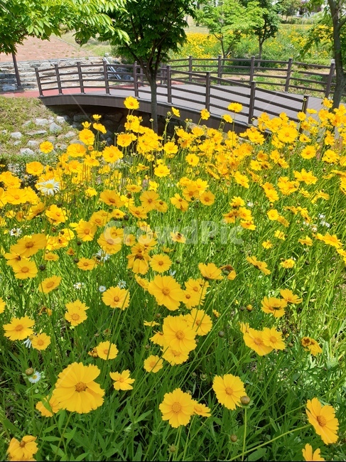 금계국,꽃,봄,노랑,풍경,식물,자연,plants,nature,꽃,flower