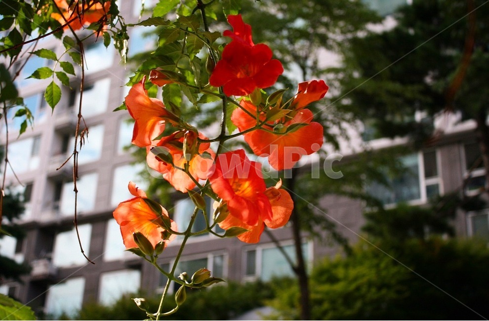 flower,plant,식물,leaf,잎,식물,자연,plants,nature,꽃,flower