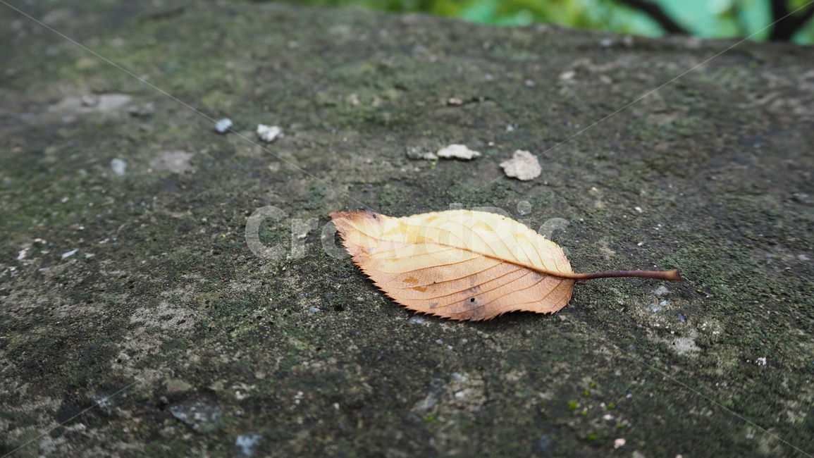 잎,낙엽,leaf,walkway,보도,fallenleaves,fallen,식물,자연,plants,nature
