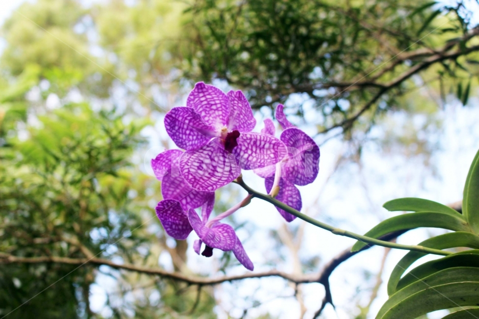 꽃,식물,자연,flower,보라색,난,난초,점,점박이,향,향기,꽃내음,식물,자연,plants,nature,꽃,flower