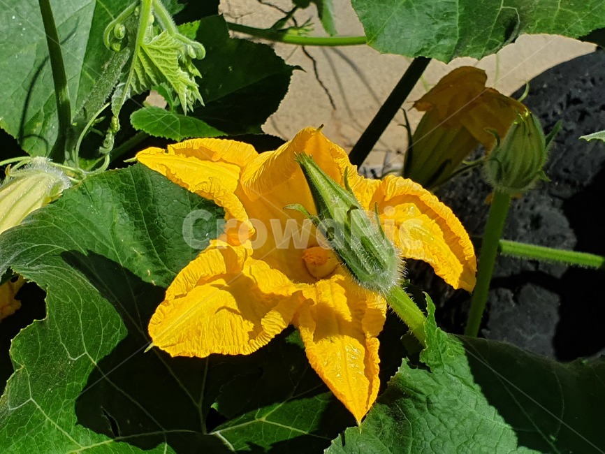 호박꽃,호박,노란색꽃,노란꽃,야채,농작물,주말농장,농장,밭,plant,farm,자연,nature,yellow,식물,자연,plants,nature,꽃,flower