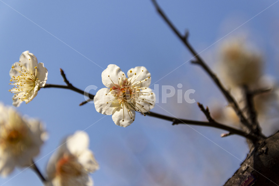 매화,매화꽃,백매화,plumblossom,whiteplumblossom,봄꽃,식물,plant,봄,계절,spring,season