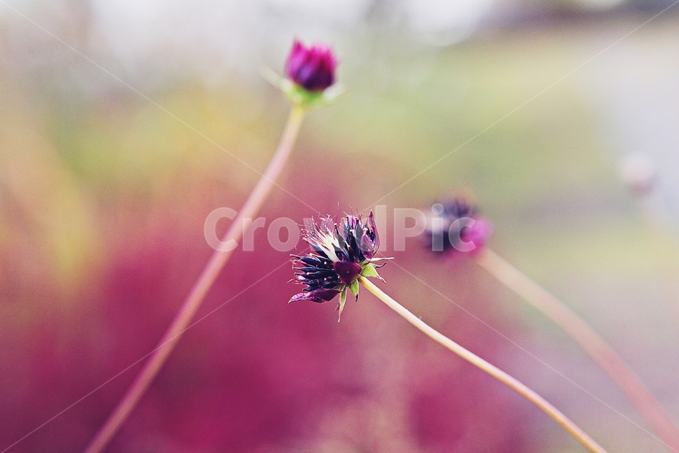 코스모스,꽃,식물,꽃밭,공원,가을,자연,꽃씨,코스모스씨,씨,식물,자연,plants,nature,꽃,flower