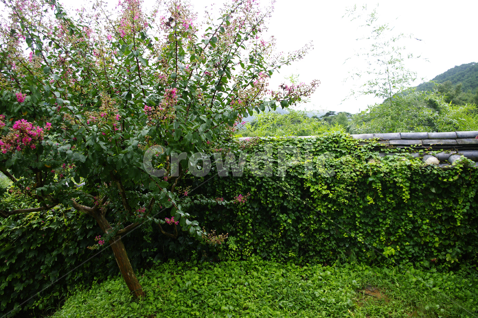 기와지붕,traditional,담장,나무,식물,plant,배롱나무,꽃,flower,식물,자연,plants,nature,나무,trees,wood