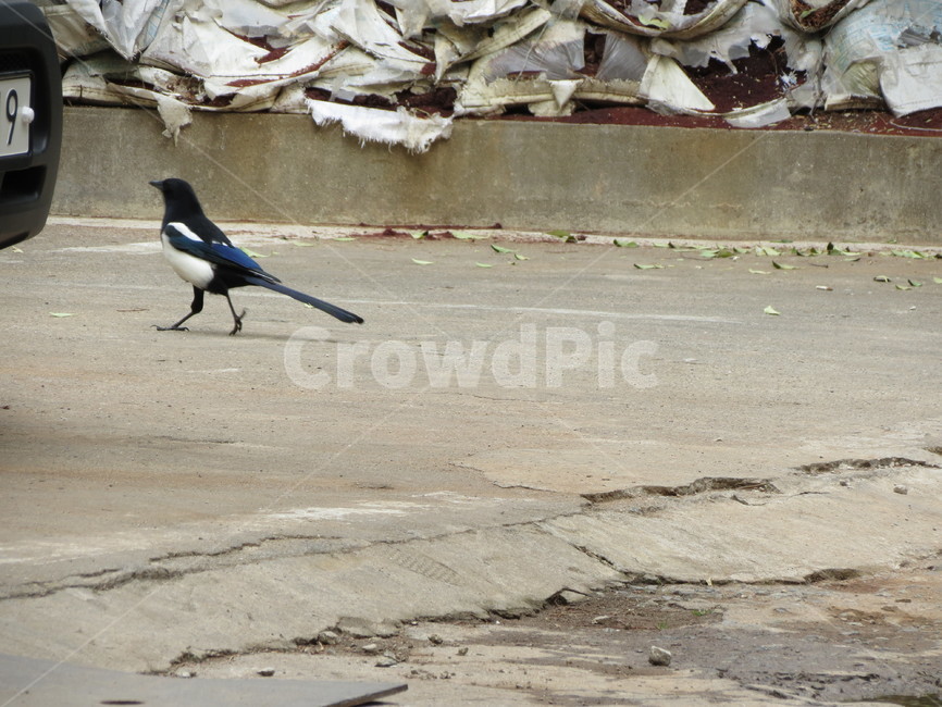 까치,새,풍경,한국,웅덩이,한국적인,길거리,종종걸음,설날,bird,magpie,magpiepictuer,korea,street,koreastreet,동물,animal,조류,새,birds