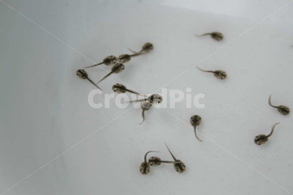 맹꽁이올챙이,맹꽁이,쟁기발개구리,맹꽁이과,양서류,멸종위기야생동물,국가적색목록취약종,동물,animal,파충류,양서류,reptile,amphibian