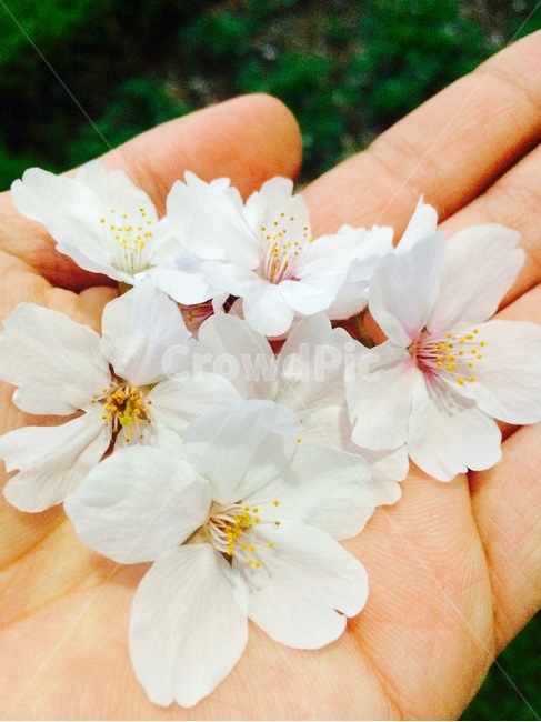 손,꽃,벚꽃,봄,접사,spring,cherryblossom,꽃,flower,사람,인물,인간,human,person,신체일부,몸,body