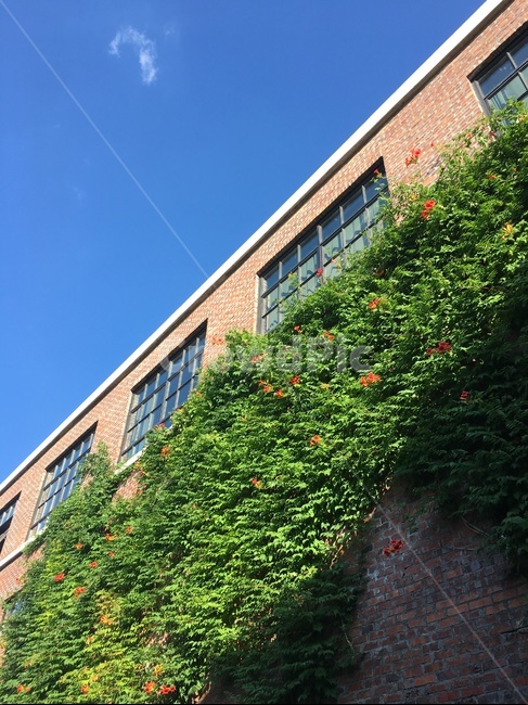 담벼락,풀,자연,식물,하늘,식물,자연,plants,nature,건축물,건물외관,exterior,building,structure,architecture,construction