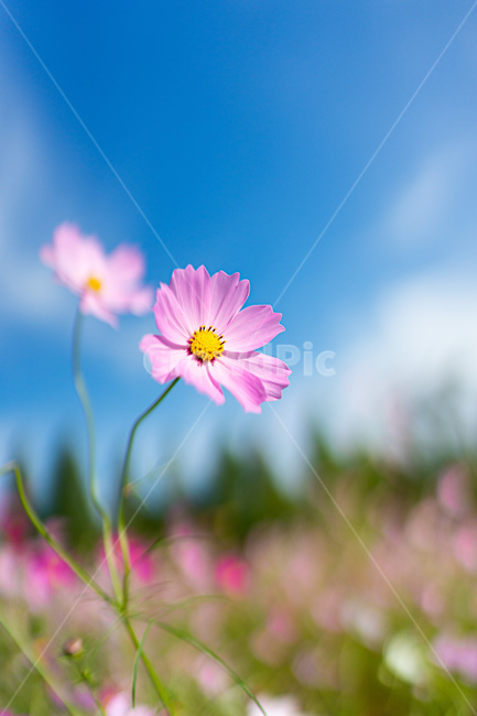 꽃,코스모스,가을,감성사진,식물,계절,fall,autumn,season,grassland,휴식,힐링,rest,flower,plant,countryside,식물,자연,plants,nature,꽃,flower