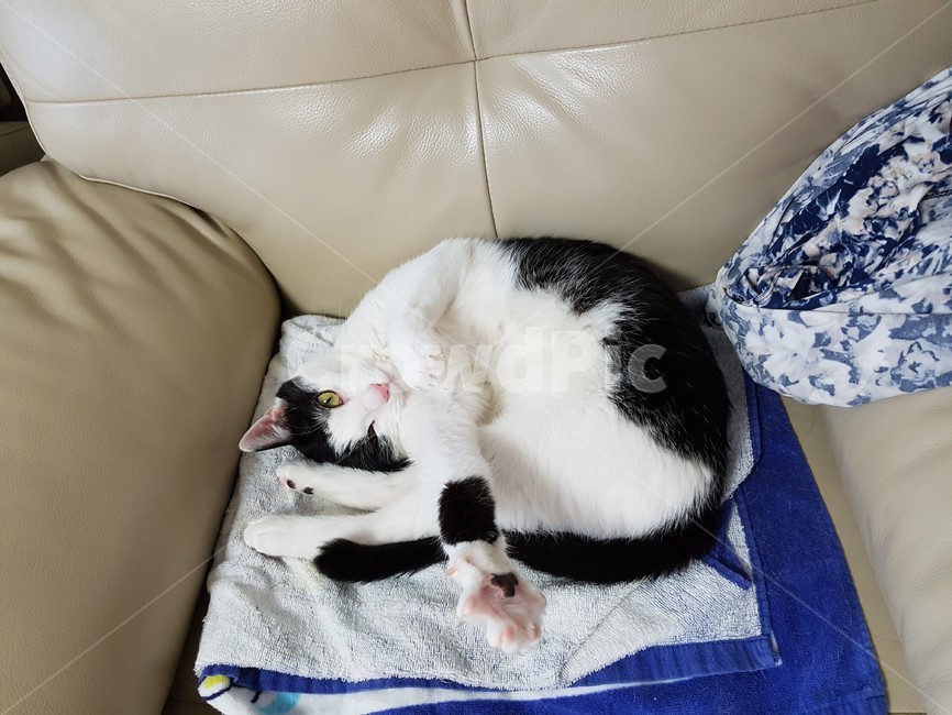 고양이,검정,흰색,검은색꼬리,핑크색코,발톱,동물,animal,포유류,mammal,고양이,cat,kitten,kitty