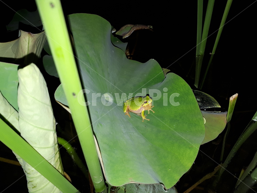 개구리,frog,finger,자연,호수,파충류,양서류,reptile,amphibian