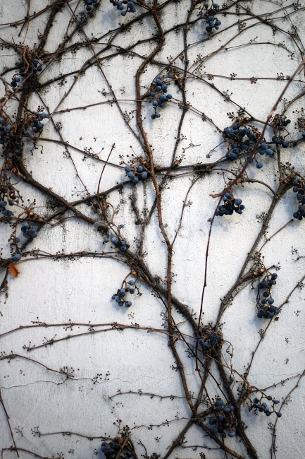 담쟁이,벽,겨울,낙엽,눈,식물,자연,plants,nature,과일,열매,fruit