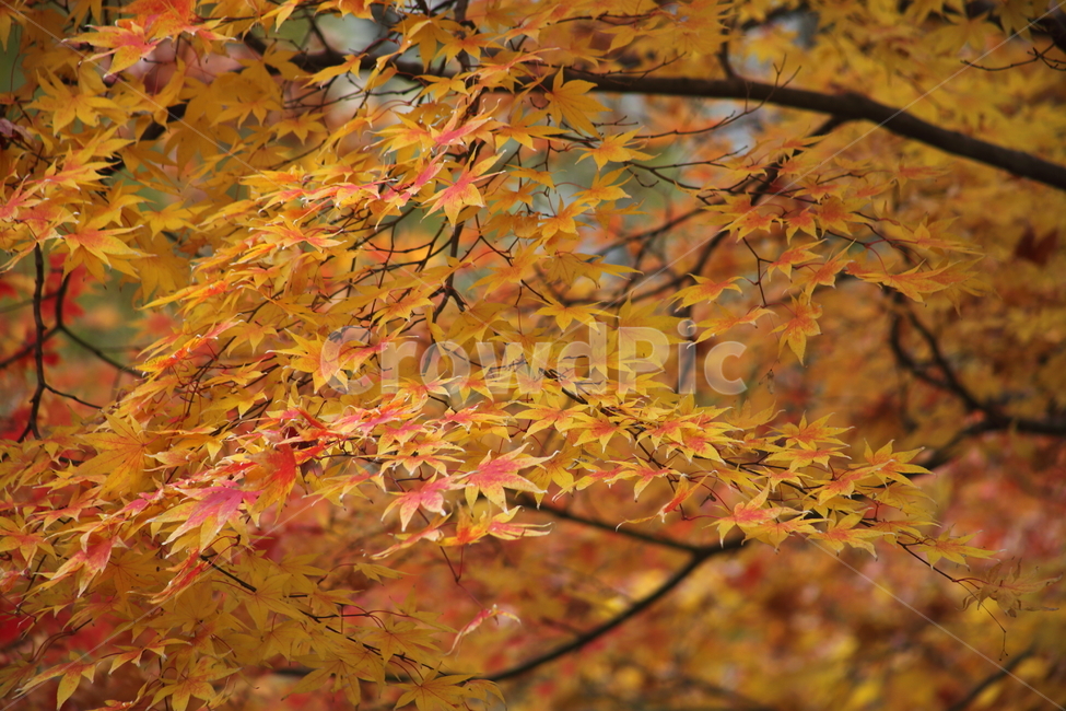 단풍,단풍나무,엽록소,가을,redleaves,가을,계절,fall,autumn,season,plant,식물,leaf,잎,tree,나무,maple