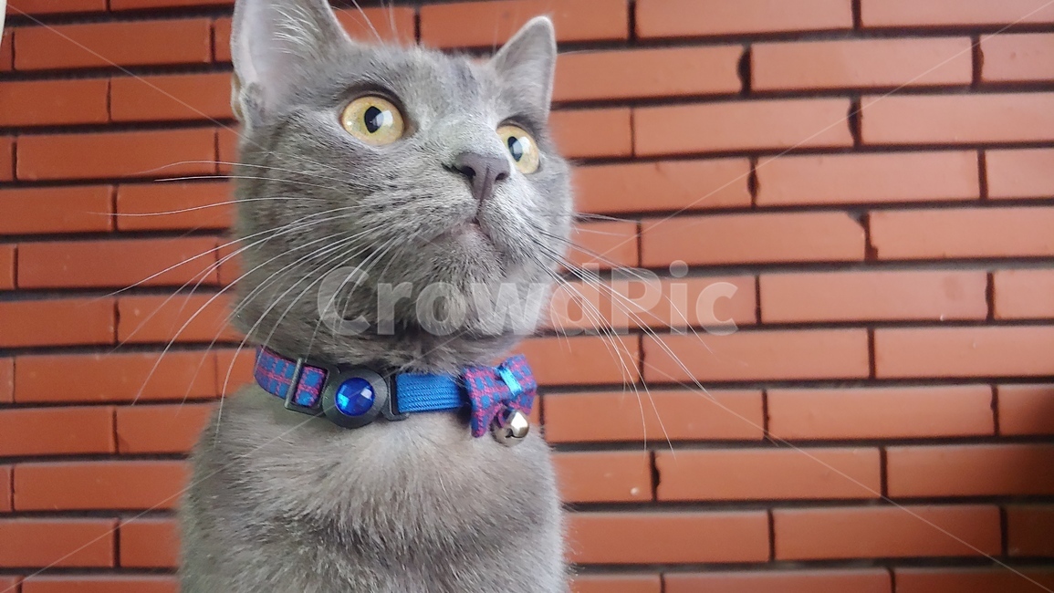 고양이,동물,cat,pet,animal,러시안블루,회색,gray,애완동물