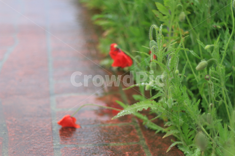 여름,시작,양귀비,위안,꽃,식물,자연,plants,nature,꽃,flower