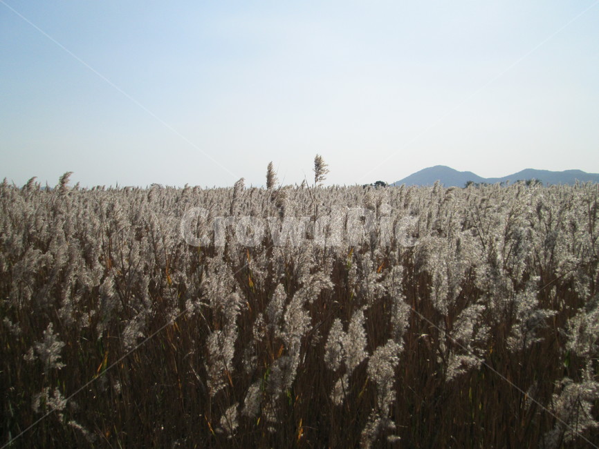 순천만,갈대,갈대숲,늪지대,쑥대,쑥대밭,가을풍경,가을,자연,풍경,힐링