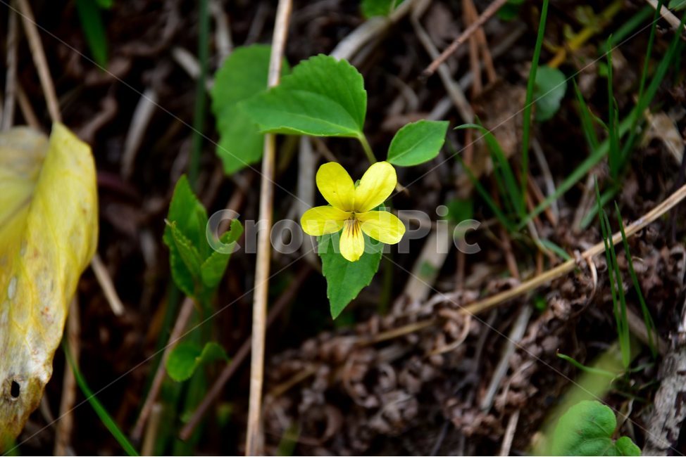 노랑제비꽃,야생화,꽃,식물,자연,생태,플라워,flower,plants,nature,식물,자연,plants,nature,꽃,flower