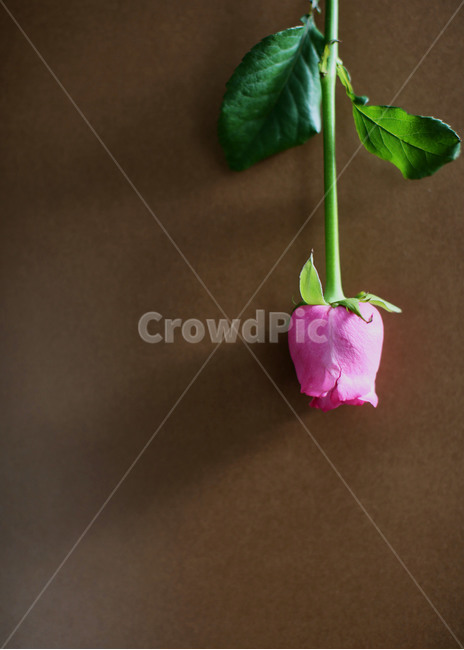 꽃,장미,핑크꽃,핑크장미,분홍장미,아름다운,식물,자연,flower,감성,감성사진,nature,feeling,꽃,flower