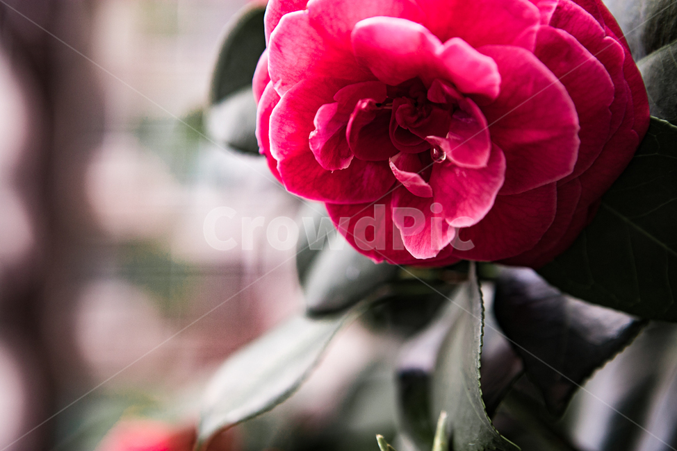 계절,봄,식물,꽃,색감,감성,식물,자연,plants,nature,꽃,flower