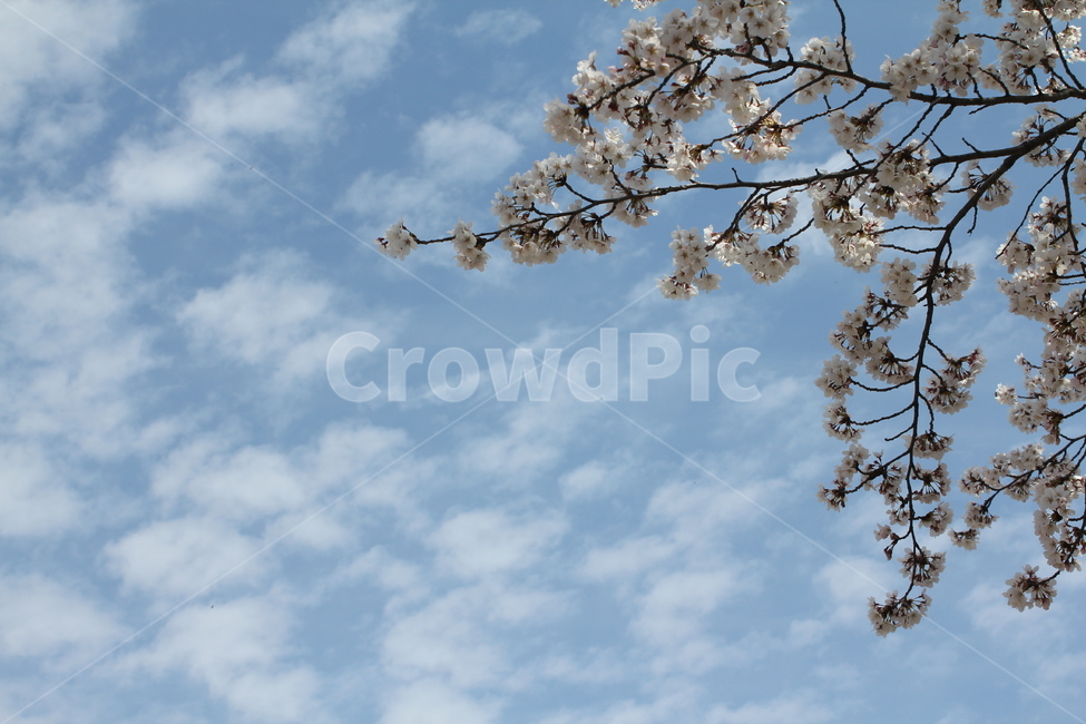 풍경,자연,벚꽃,봄,경치,꽃나무,봄꽃,봄,계절,spring,season,식물,자연,plants,nature,꽃,flower,plant