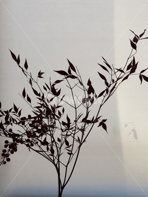 동양화,그림자,실루엣,나무,나뭇잎,식물,자연,plants,nature,나무,trees,wood,실루엣,그림자,silhouette,shadow