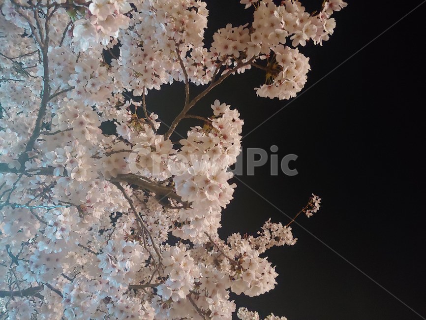 벚꽃,꽃,밤,flower,봄,벚나무,봄,계절,spring,season,야경,밤,풍경,nightscape,night,landscape,식물,자연,plants,nature,꽃,flower,plant,blossom,cherry blossom