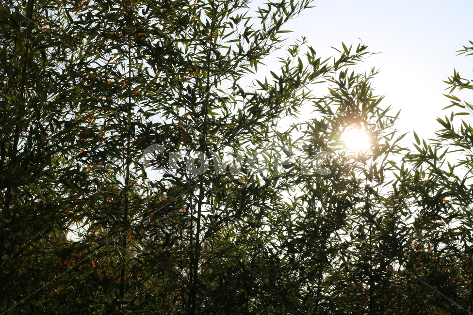 대나무,대,죽,식물,나무,자연,벼과,태양,자연,풍경,nature,landscape,식물,plants,나무,trees,wood,light,빛,flare,플레어