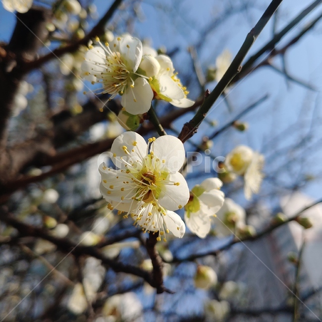 plant,pollen,식물,화분,매화,매화나무,꽃,매화꽃,봄,봄꽃