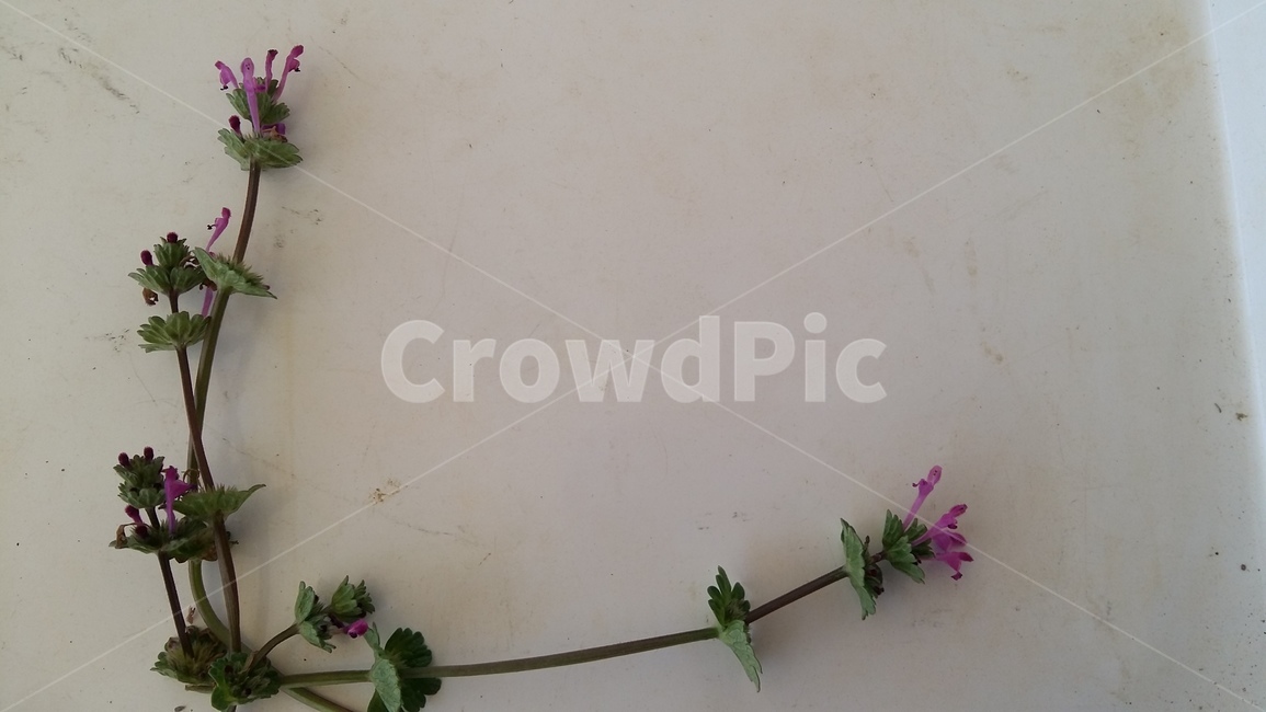 봄꽃,광대나물,봄,꽃,광대풀,봄,계절,spring,season,식물,자연,plants,nature,꽃,flower,plant,blossom