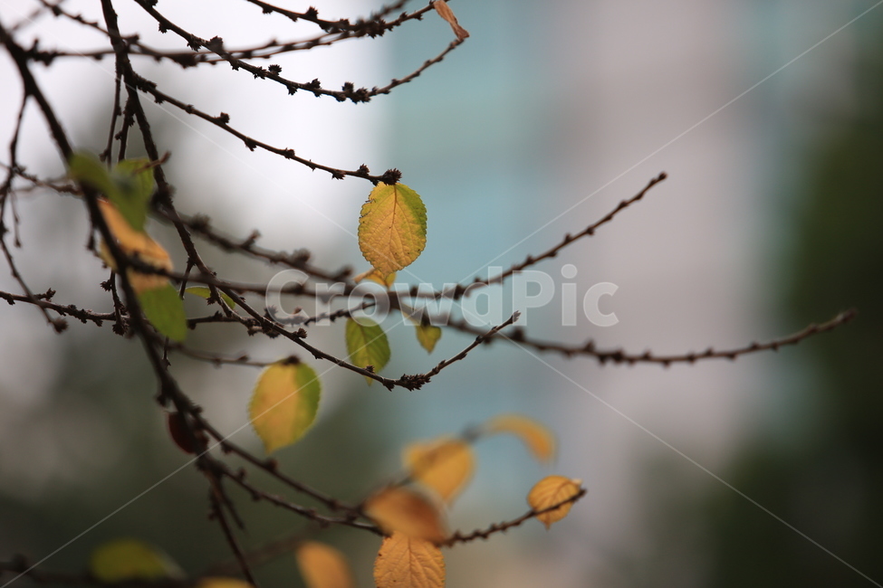 나무,낙엽,잎세,가을,초겨울,가을,계절,fall,autumn,season,식물,자연,plants,nature,leaf,잎,plant