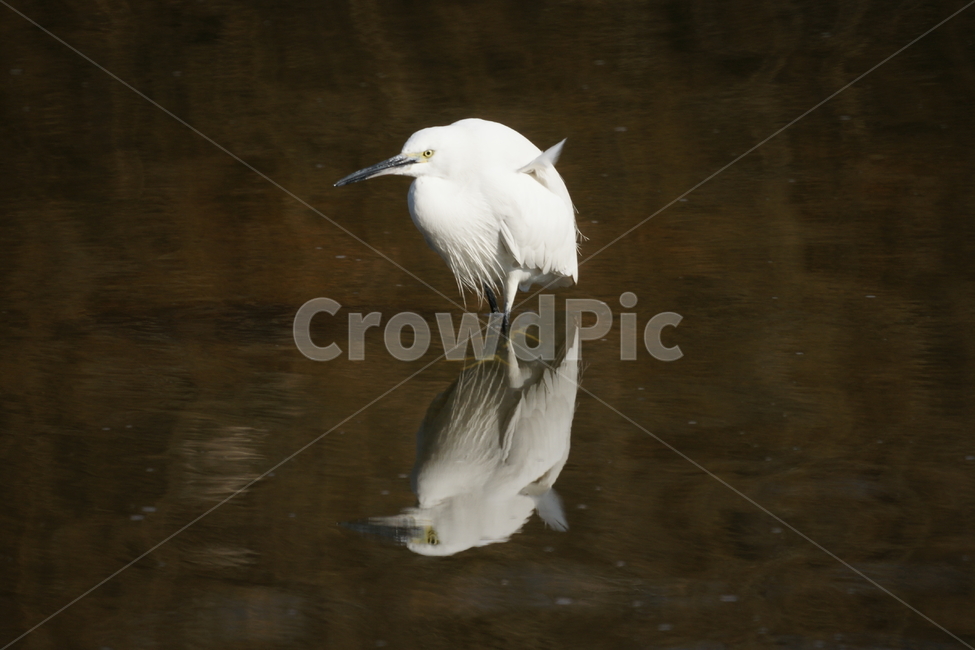 쇠백로,강물,새,백로,강,검은부리,노란발,흰털,동물,animal,조류,새,birds
