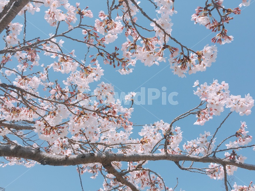 봄,벚꽂,하늘,핑크,꽃,가지,나무,감성,식물,자연,plants,nature,꽃,flower