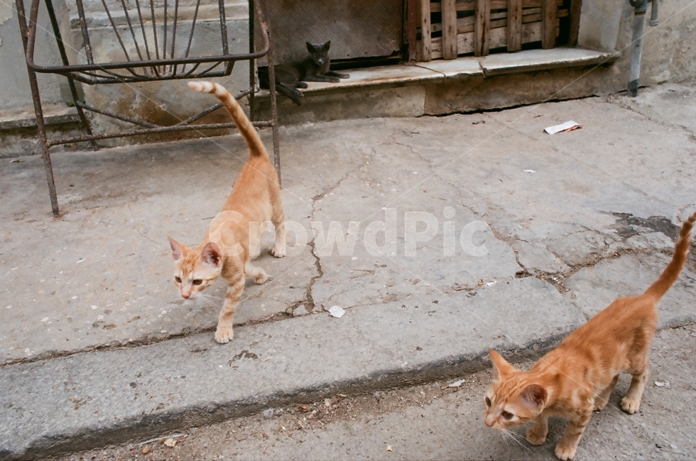 고양이,쿠바,새끼고양이,길고양이,길,cat,kitty,cuba,동물,animal,포유류,mammal,고양이,cat,kitten,kitty