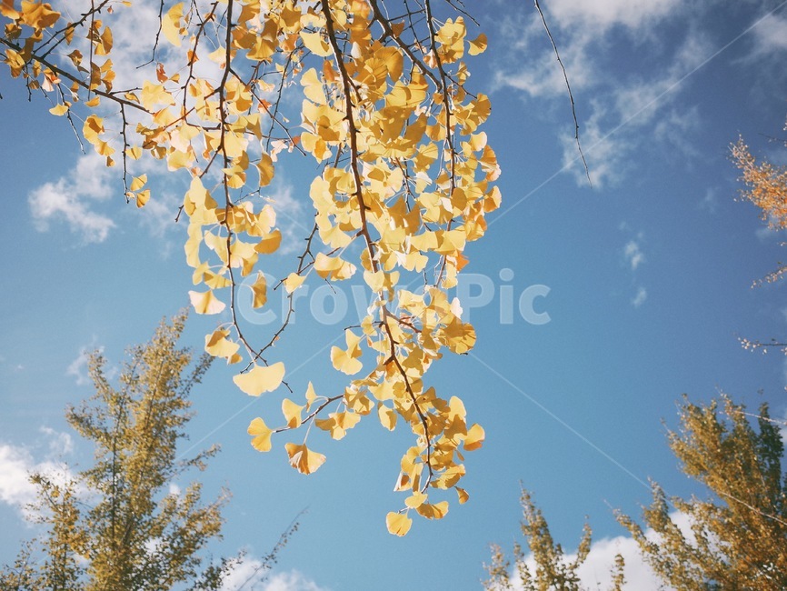 은행나무,하늘,가을,계절,nature,season,파란,sky,나뭇잎,가을,계절,fall,autumn,season,tree,나무,plant,식물