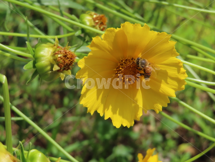 노란색,노란꽃,꿀벌,아름다움,식물,벌레,날벌레,공원,yellow,yellowflowers,honeybees,beauty,plants,bugs,flyingworms,parks
