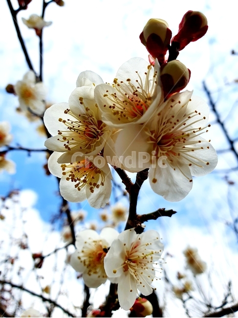 꽃,예쁜꽃,봄꽃,봄,식물,plant