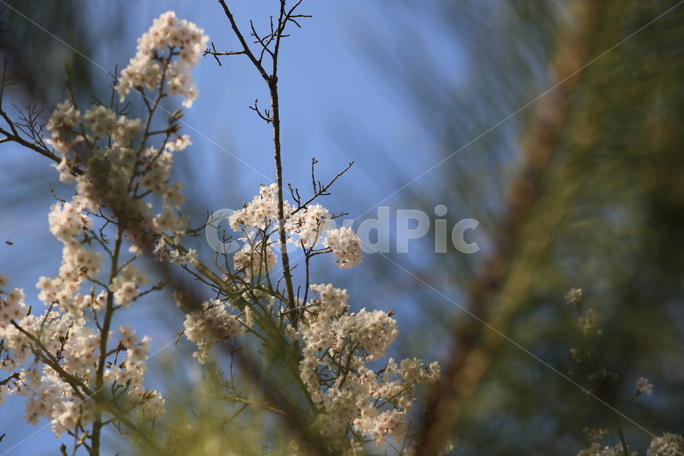 벚꽃,꽃,봄,봄꽃,하늘,벚꽃축제,식물,자연,plants,nature,꽃,flower