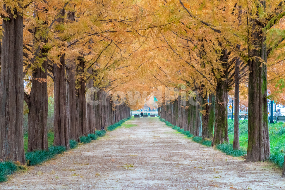 메타세콰이어,가을,단풍,감성,감성사진,가로수,가을,계절,fall,autumn,season,식물,자연,plants,nature,나무,trees,wood