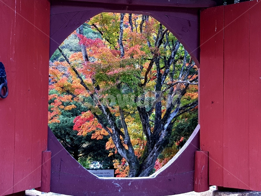 가을,백양사,단풍,자연,애기단풍,감성