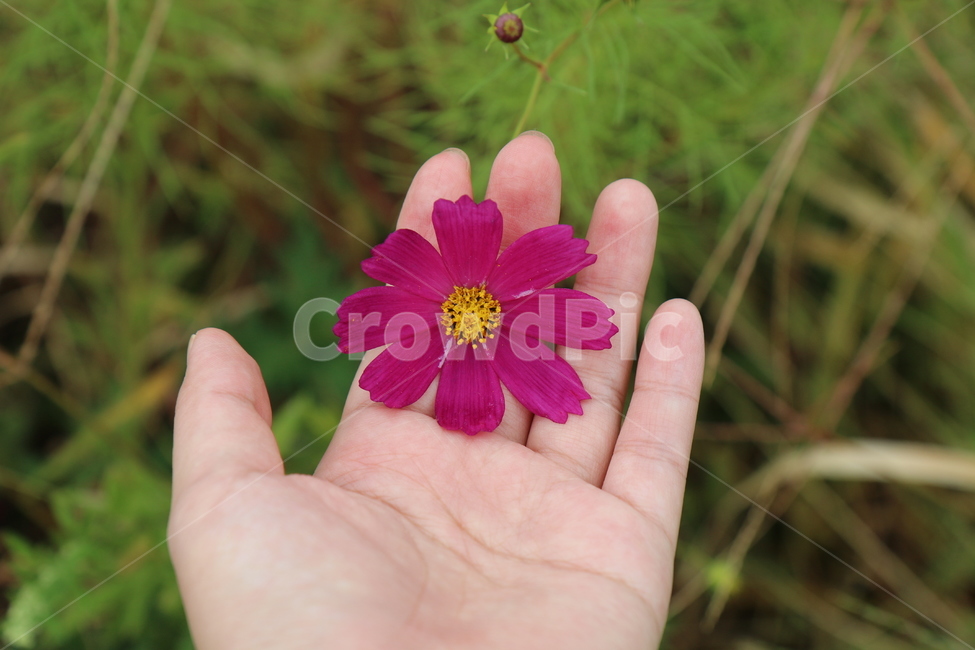 꽃,코스모스,가을,가을꽃,감성사진,자연,식물,감성,plants,nature,flower,손,들꽃