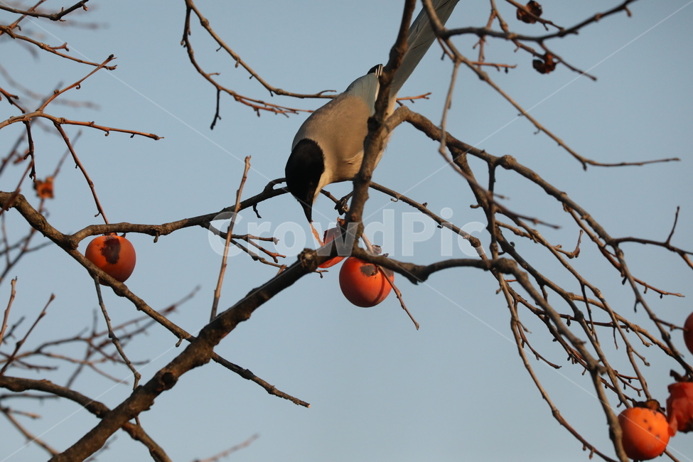 홍시,감나무,새,하늘,행복,가을,계절,fall,autumn,season,동물,animal,조류,새,birds,과일,열매,fruit,plant,식물,food,음식,persimmon,감