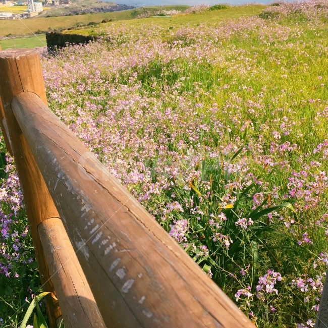 제주도,제주,꽃길,꽃길만걷자,꽃,자연,성산일출봉,제주여행,자연,풍경,nature,landscape,제주도,jeju,jeju island