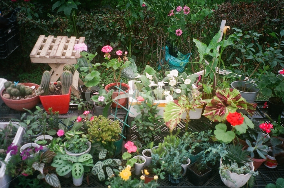 꽃,화분,flower,화단,정원,plant,식물,식물,자연,plants,nature