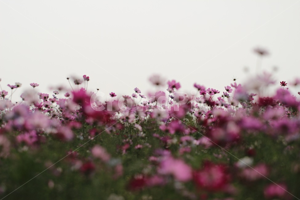 cosmos,flower,가을,코스모스,꽃,가을,계절,fall,autumn,season,식물,자연,plants,nature,꽃,flower,plant,petal,꽃잎,blossom