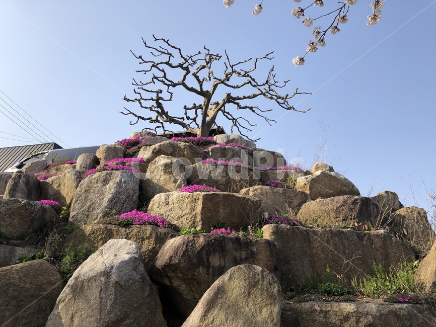 rock,록,나무,잔디,돌